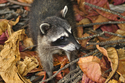 Raccoon (thumbnail)