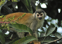 Squirrel%20Monkey (thumbnail)