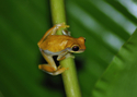 Yellow%20Treefrog (thumbnail)