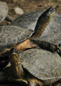 River%20Turtles (thumbnail)