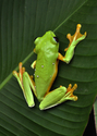 Spurell%27s%20Flying%20Frog (thumbnail)