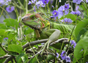 Iguana%20in%20Bush (thumbnail)