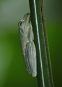 Sleepy%20Treefrog (thumbnail)