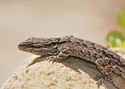 Plateau%20Lizard (thumbnail)