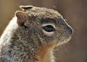Rock%20Squirrel (thumbnail)