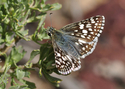 Checkered%20Skipper (thumbnail)