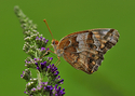 Fritillary (thumbnail)