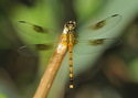 Darner%20Dragonfly (thumbnail)