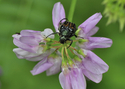 Flower%20Beetle%20on%20Clover (thumbnail)
