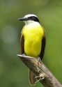 Great%20Kiskadee (thumbnail)