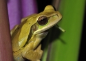 Masked%20Smilisca (thumbnail)