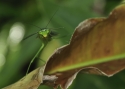 Leaf%20Mimicking%20Mantis (thumbnail)