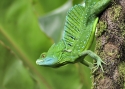 Emerald%20Basilisk (thumbnail)