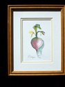 A Turnip