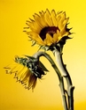 Sergio Dennis - Sunflowers 2