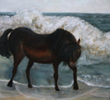 Rage%20..%20Black%20Pony%20Assateague%20Island%20 (thumbnail)