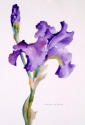 Susan Ewart - Iris