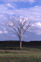 Photography--Color-LandscapeTree of Life