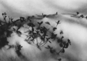 Photography--Black & White-NatureSnowy Blanket