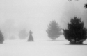 Photography--LandscapeSnowy Morn