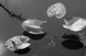 Photography--Black & White-FigurativeDifferent Directions - Lillies