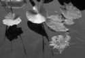 Photography--Black & White-NatureScattered - Lillies