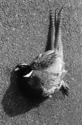 Photography--Black & White-FigurativeBird on Pavement