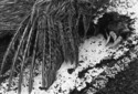 Photography--Black & White-FigurativeBird on Highway Line
