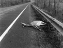 Photography--Black & White-FigurativeDeer