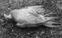Photography--Black & White-FigurativeLying Bird