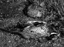 Two Birds