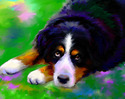 Bernese Dog Bernese%20Dog (thumbnail)