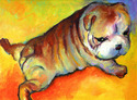 Bulldog puppy Bulldog%20puppy (thumbnail)