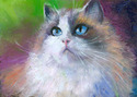 Tabby cat ragdoll Tabby%20cat%20ragdoll (thumbnail)