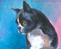 Boston terrier dog #7 Boston%20terrier%20dog%20%237 (thumbnail)