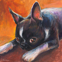 Boston Terrier #3 Boston%20Terrier%20%233 (thumbnail)
