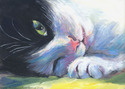 Tabby cat tuxedo sleepy Tabby%20cat%20tuxedo%20sleepy (thumbnail)