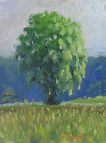 Willow Tree