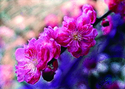 Peach%20Blossom (thumbnail)