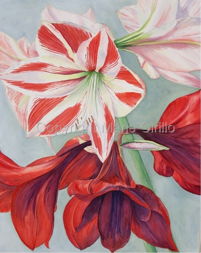 Painting-Amaryllis