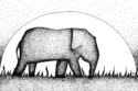 Elephant Safari
