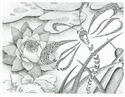 Dragonfly Tales