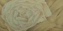 Ochre%20Rose (thumbnail)
