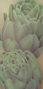 Two%20Artichokes (thumbnail)