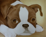 Boston%20Terrier%20Puppy (thumbnail)