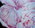 Abstract%20Pink%20Roses (thumbnail)