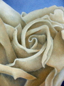 Abstract%20Cream%20Rose (thumbnail)