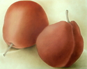 Orange%20Pears (thumbnail)