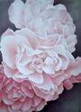 Three%20Pink%20Roses (thumbnail)