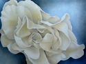 Cream%20Rose%20I (thumbnail)